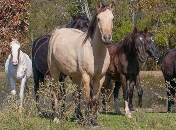 Friends of the Heritage Horse Foundation Herds