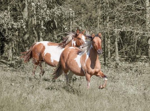 Friends of the Heritage Horse Foundation Herds