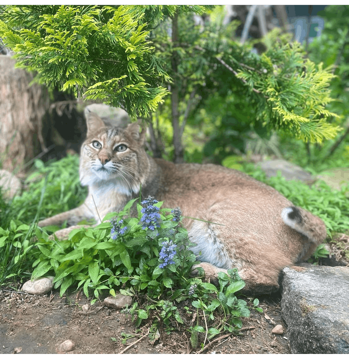 Rustic Acres Wildcat Rescue (RAWR)