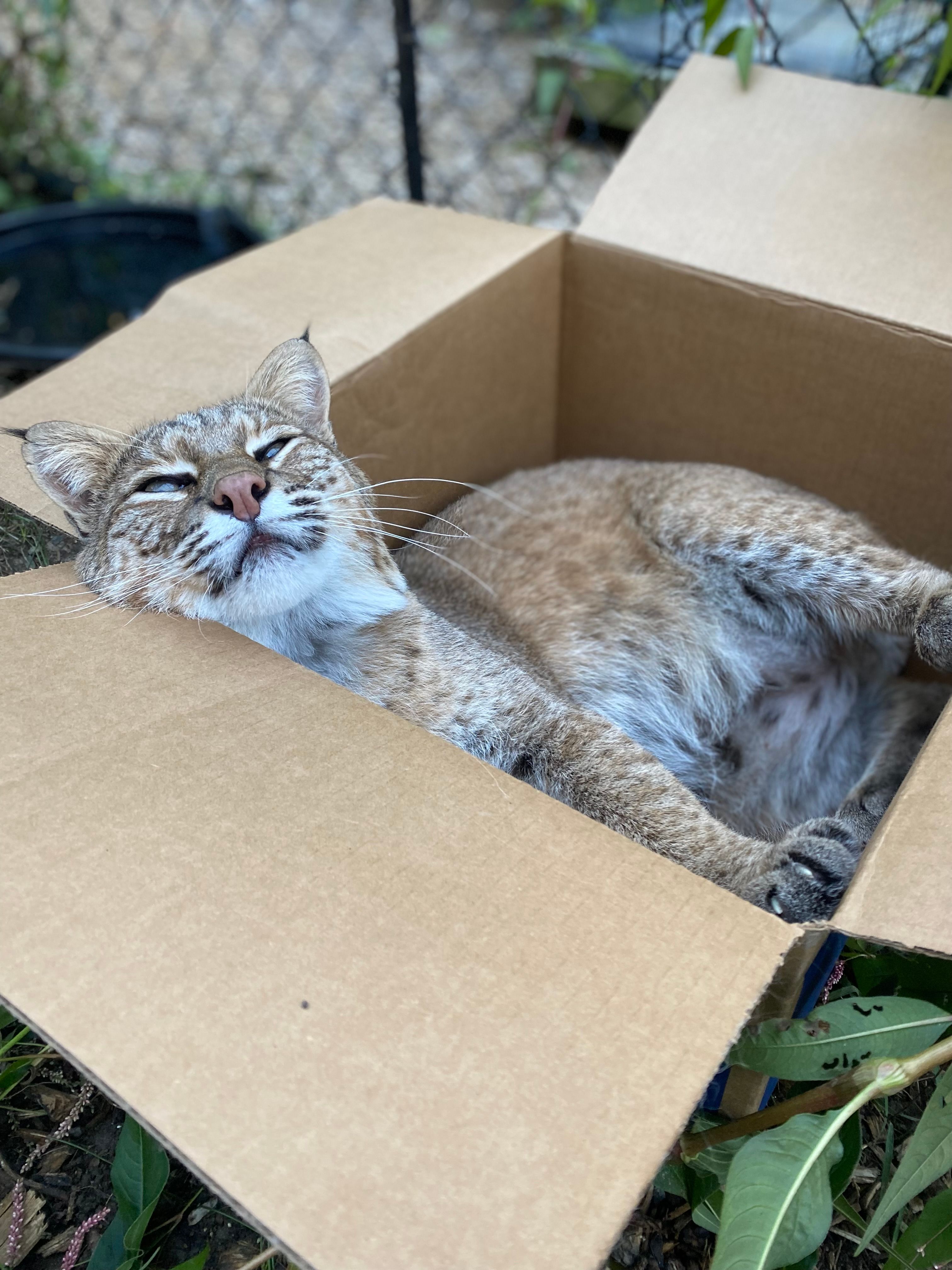 Rustic Acres Wildcat Rescue (RAWR)