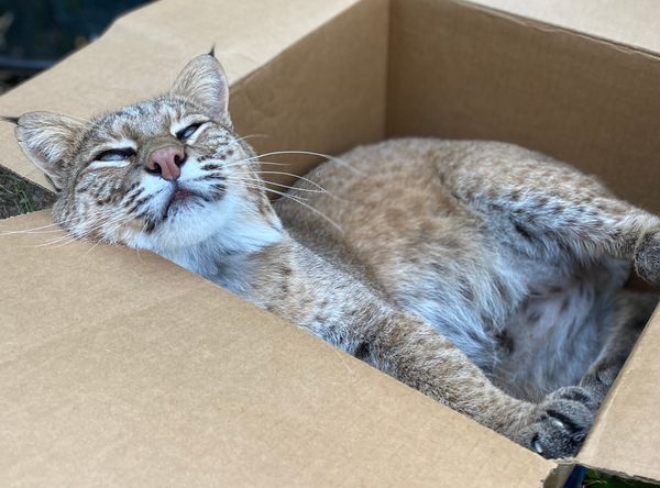 Rustic Acres Wildcat Rescue (RAWR)