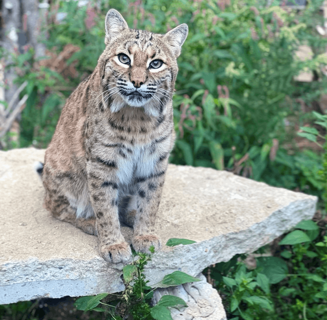 Rustic Acres Wildcat Rescue (RAWR)