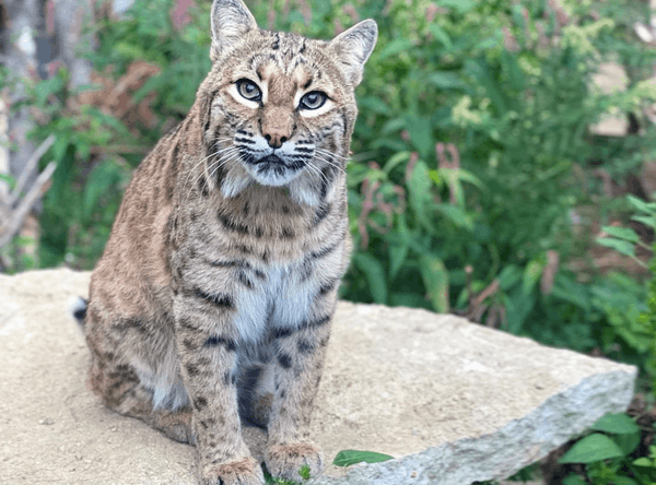 Rustic Acres Wildcat Rescue (RAWR)
