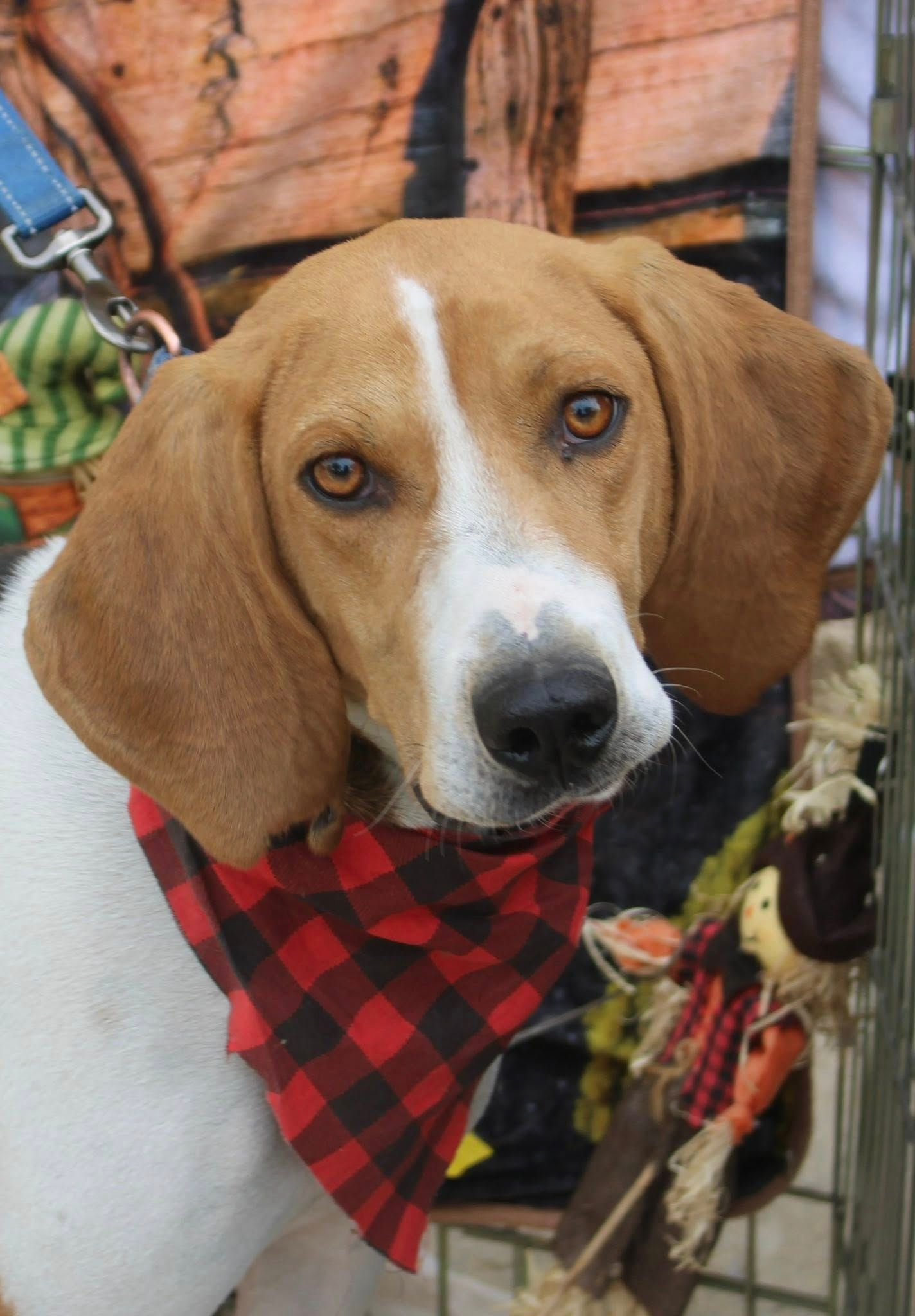 Augusta Dog Adoptions