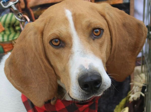 Augusta Dog Adoptions