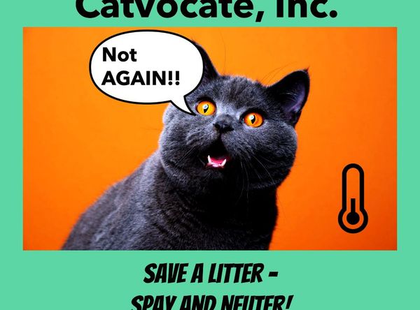 Catvocate, Inc.