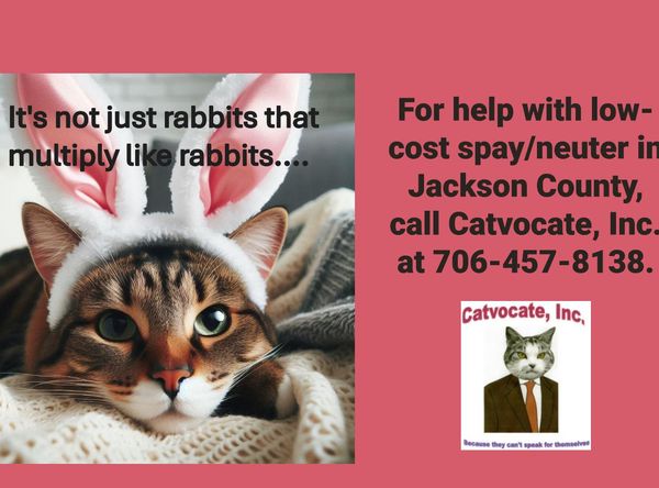 Catvocate, Inc.
