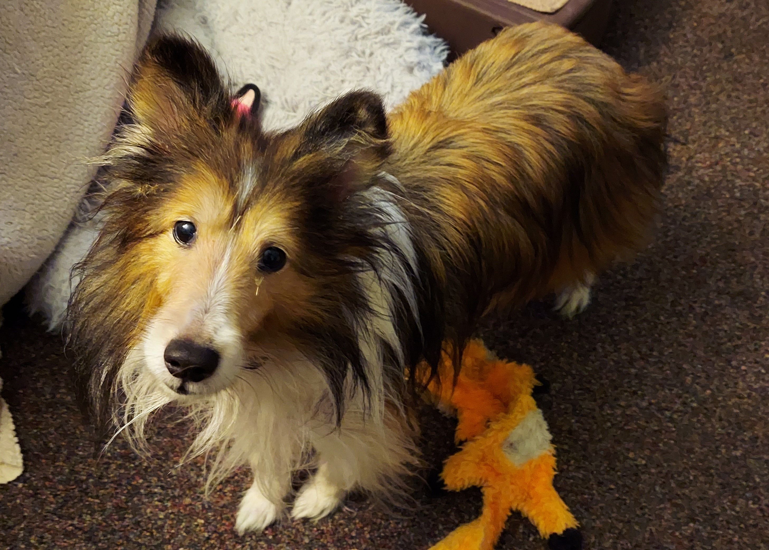 Angels For Sara Sanctuary