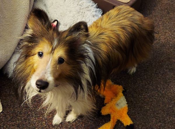 Angels For Sara Sanctuary