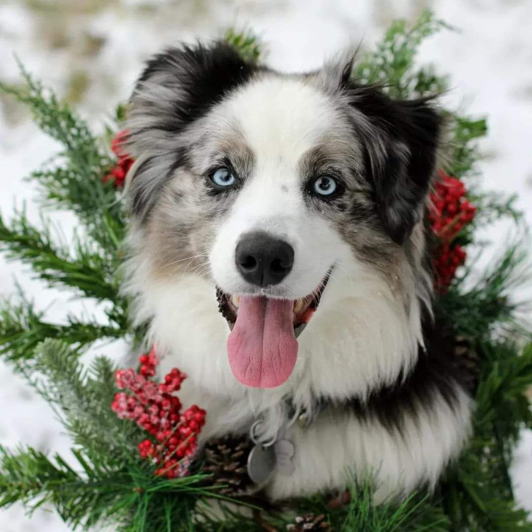 Northwest Minnesota Aussie Rescue