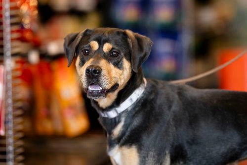 Rescue Ur Forever Friend