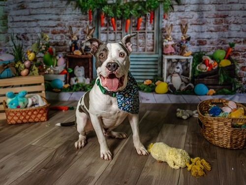 Rescue Ur Forever Friend