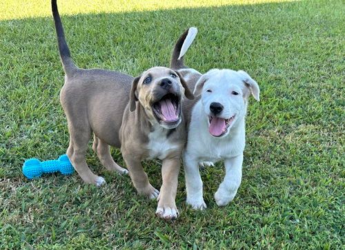 Rescue Ur Forever Friend