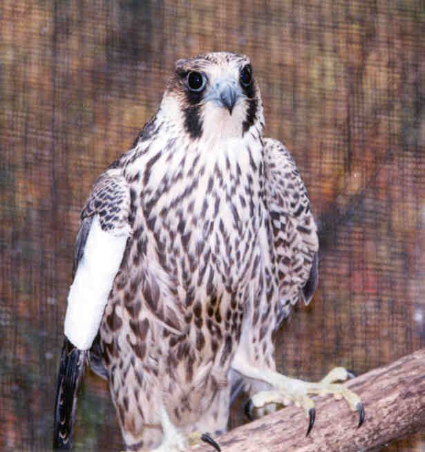 Three Rivers Avian Center, Inc.