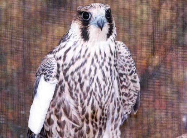 Three Rivers Avian Center, Inc.