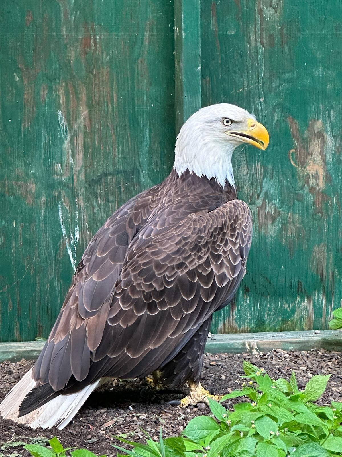 Three Rivers Avian Center, Inc.