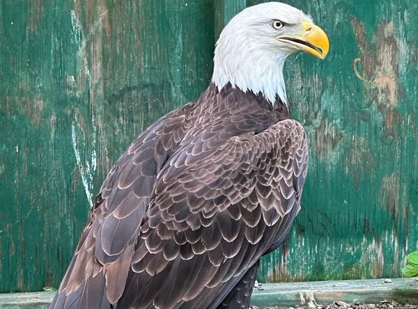 Three Rivers Avian Center, Inc.