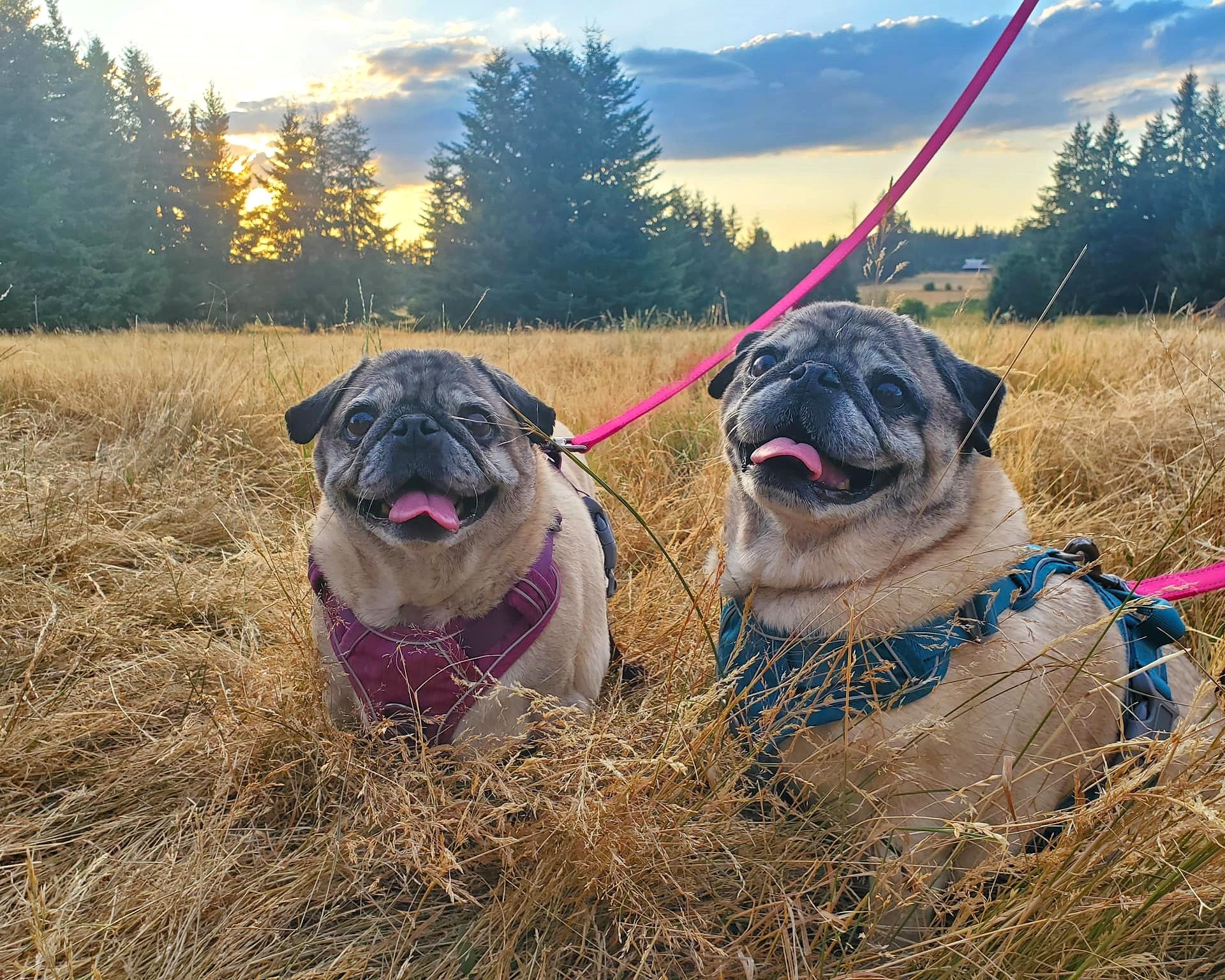 Pacific Pug Rescue