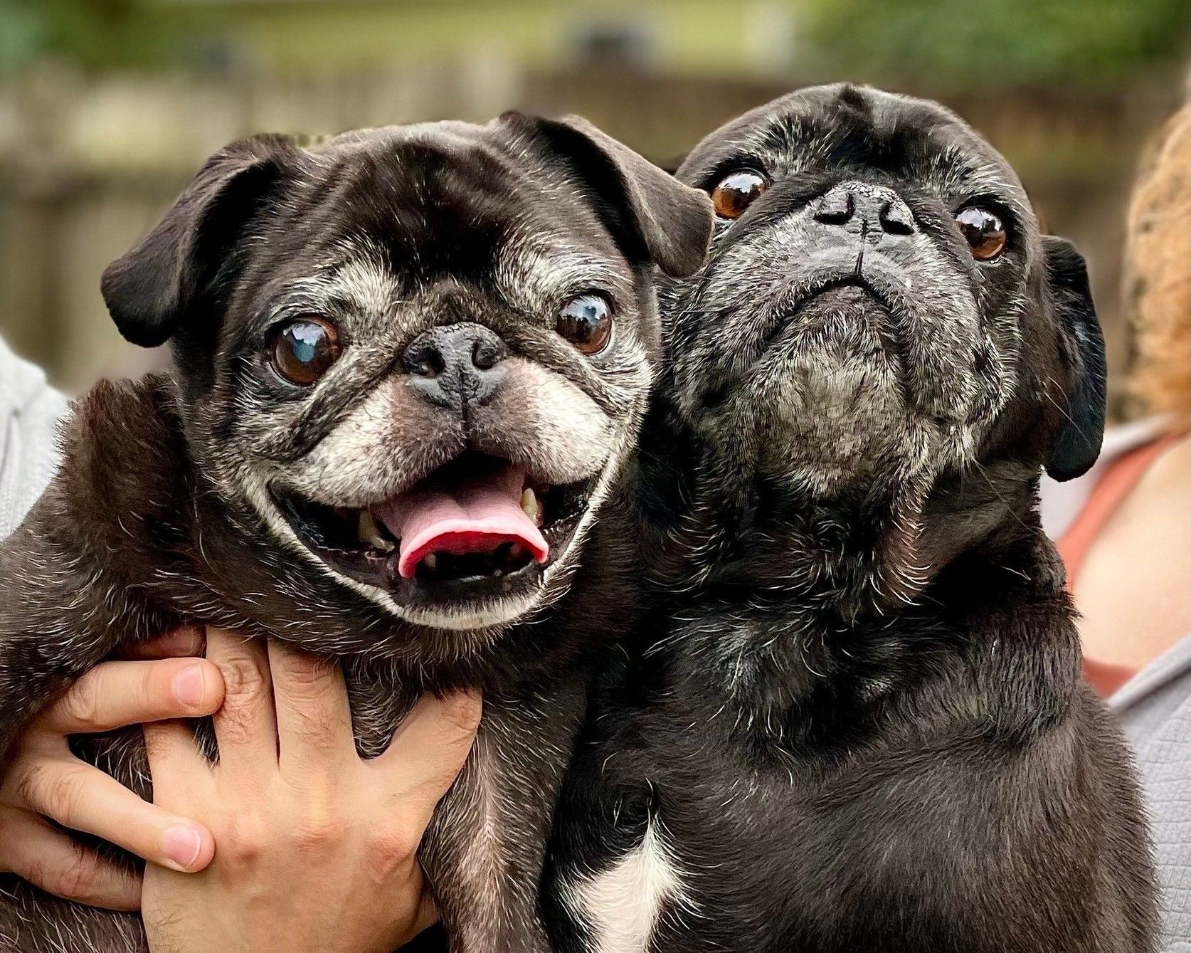 Pacific Pug Rescue