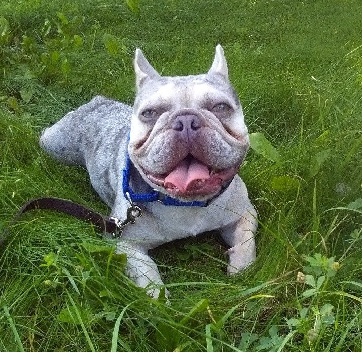 Freedom Ride Rescue Inc.