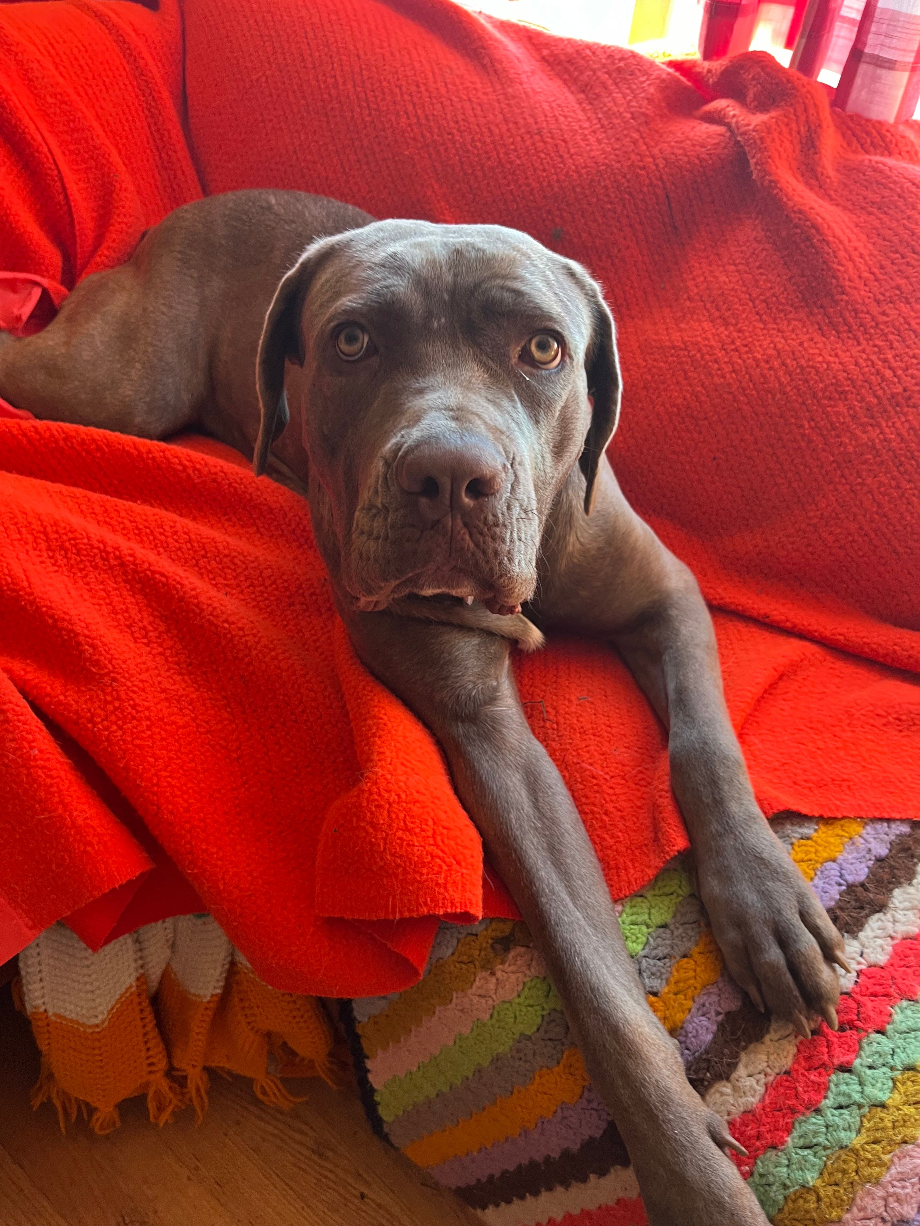 Freedom Ride Rescue Inc.