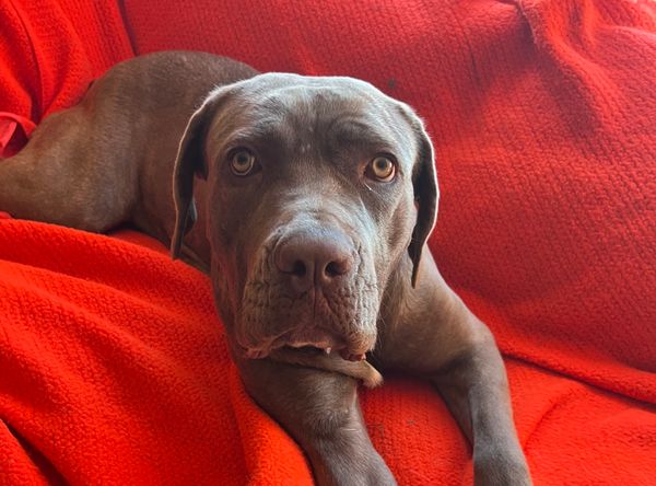 Freedom Ride Rescue Inc.