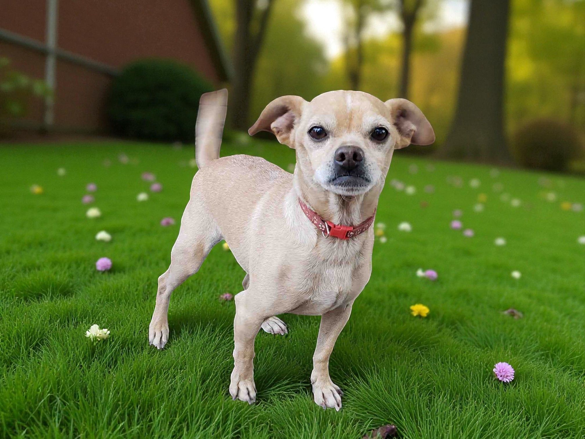 Freedom Ride Rescue Inc.