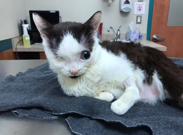 SHAHS - Super Heros Animal Hydro Society