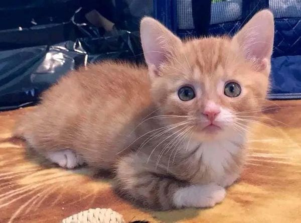 SHAHS - Super Heros Animal Hydro Society