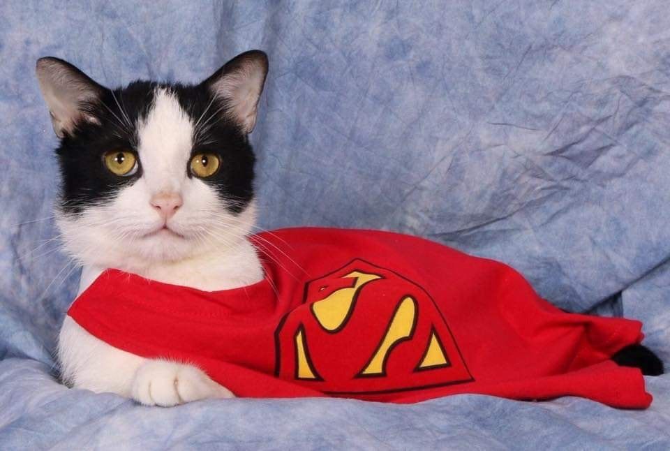 SHAHS - Super Heros Animal Hydro Society