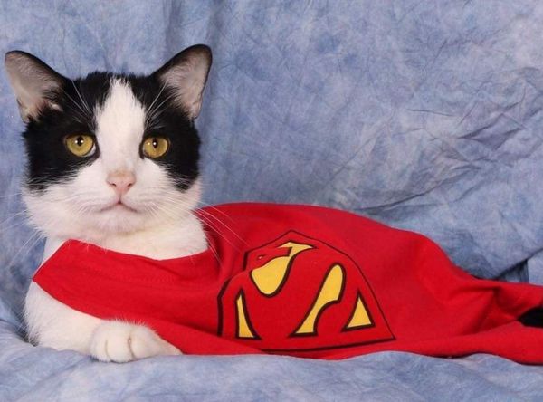 SHAHS - Super Heros Animal Hydro Society