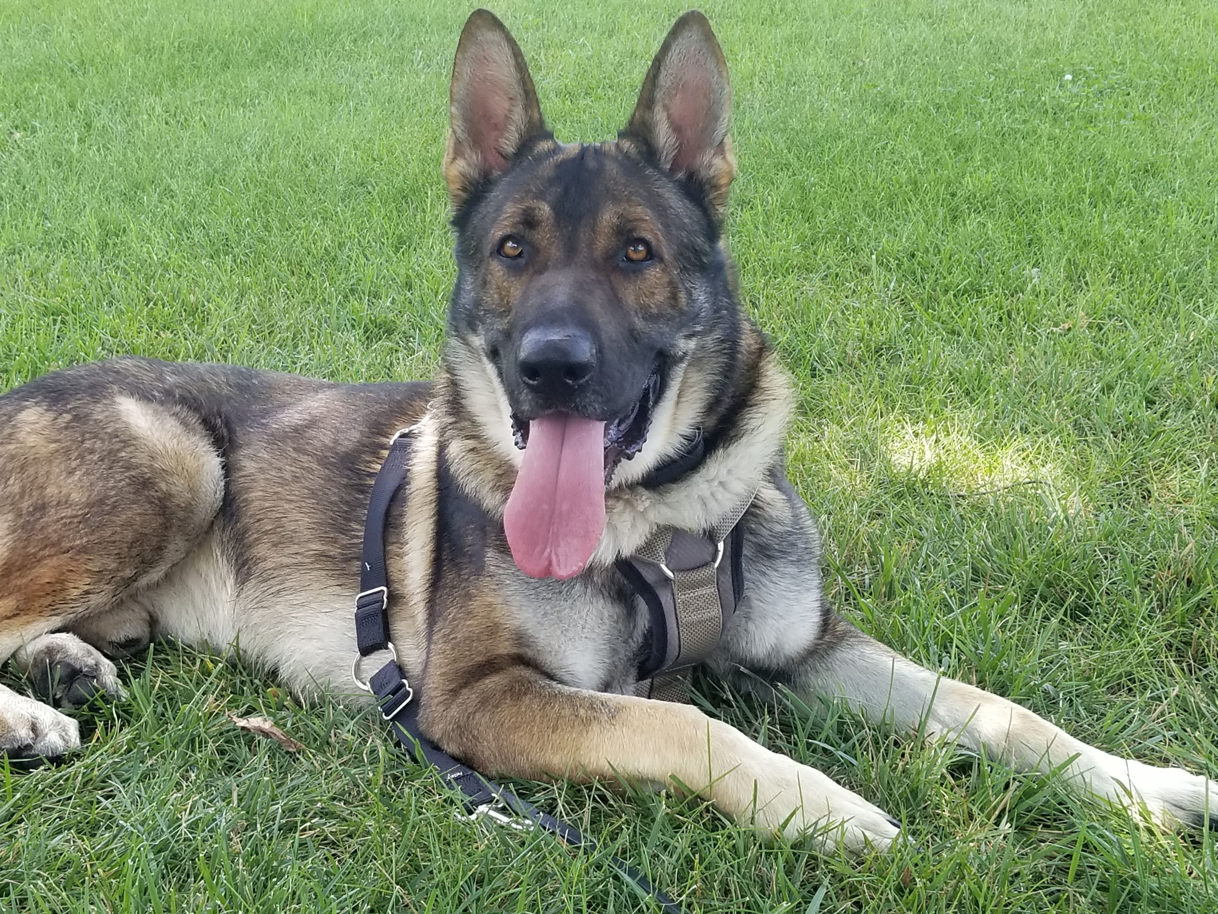 Kentucky K-9 Search and Rescue Foundation