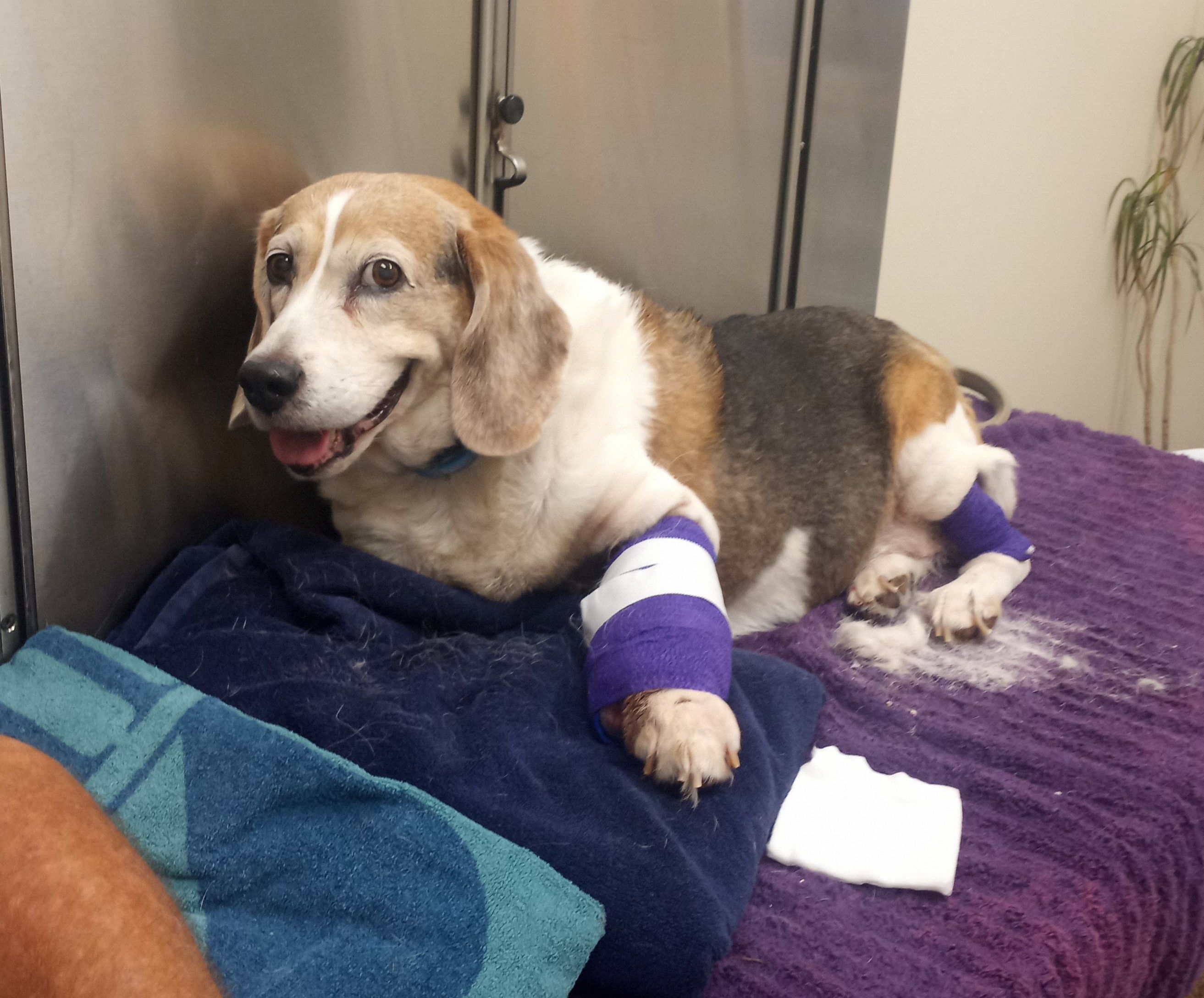 A Fighting Chance Foundation