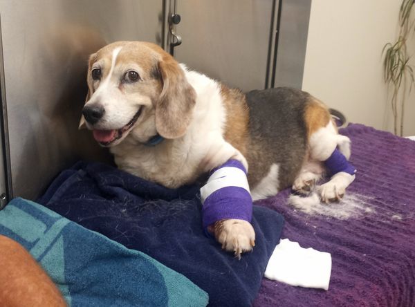 A Fighting Chance Foundation