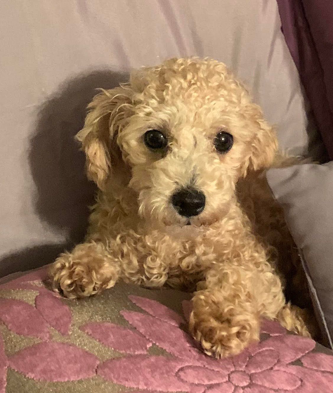 A Fighting Chance Foundation