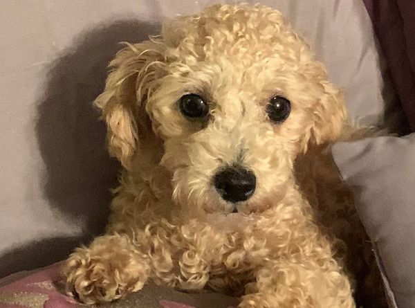 A Fighting Chance Foundation