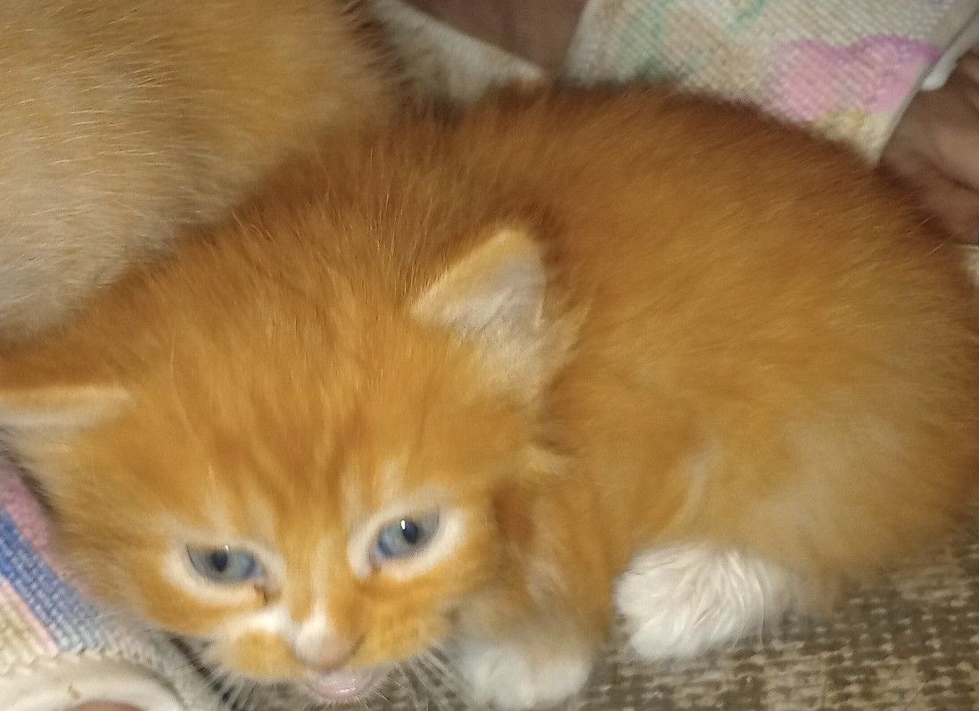 A Fighting Chance Foundation