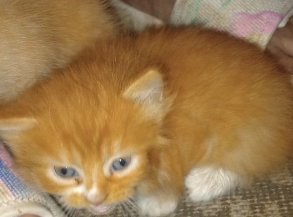 A Fighting Chance Foundation