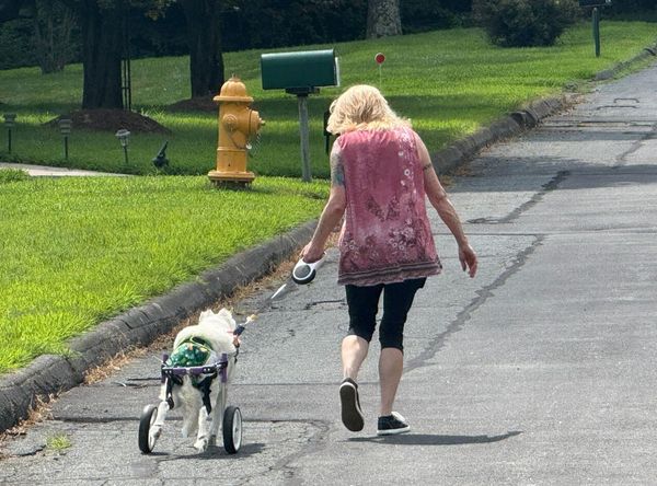 Last Animals Foundation