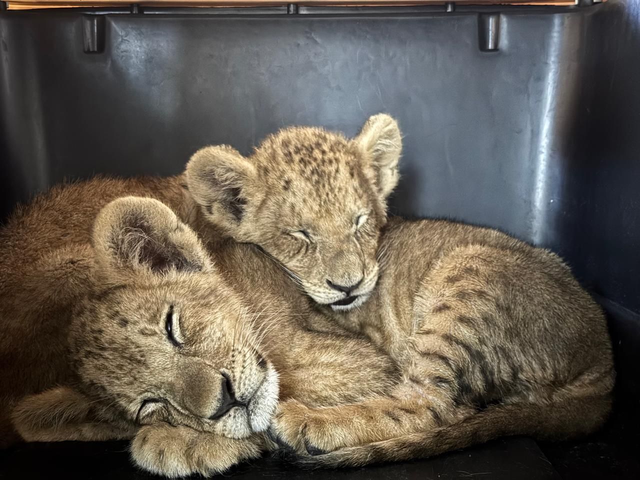 Last Animals Foundation