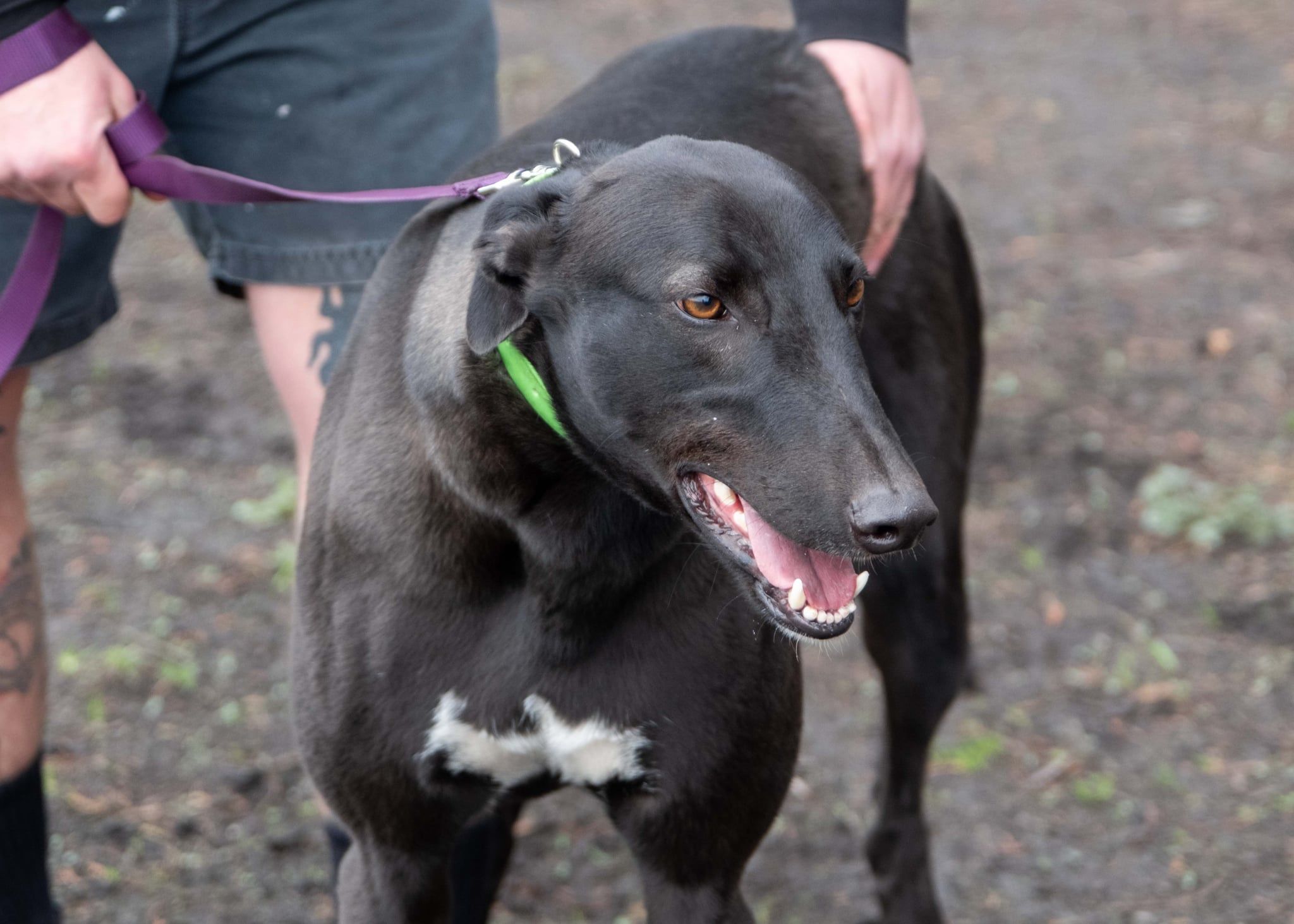 G.R.A.C.E. Greyhound Retirement Adoption Care and Education