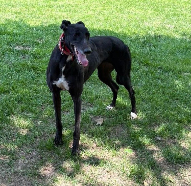 G.R.A.C.E. Greyhound Retirement Adoption Care and Education