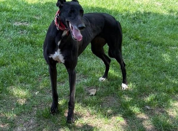 G.R.A.C.E. Greyhound Retirement Adoption Care and Education