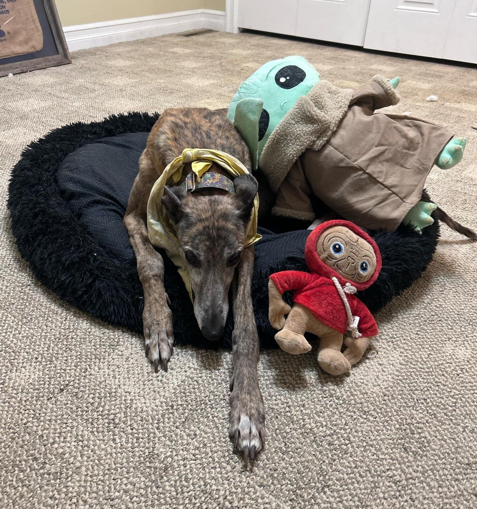 G.R.A.C.E. Greyhound Retirement Adoption Care and Education