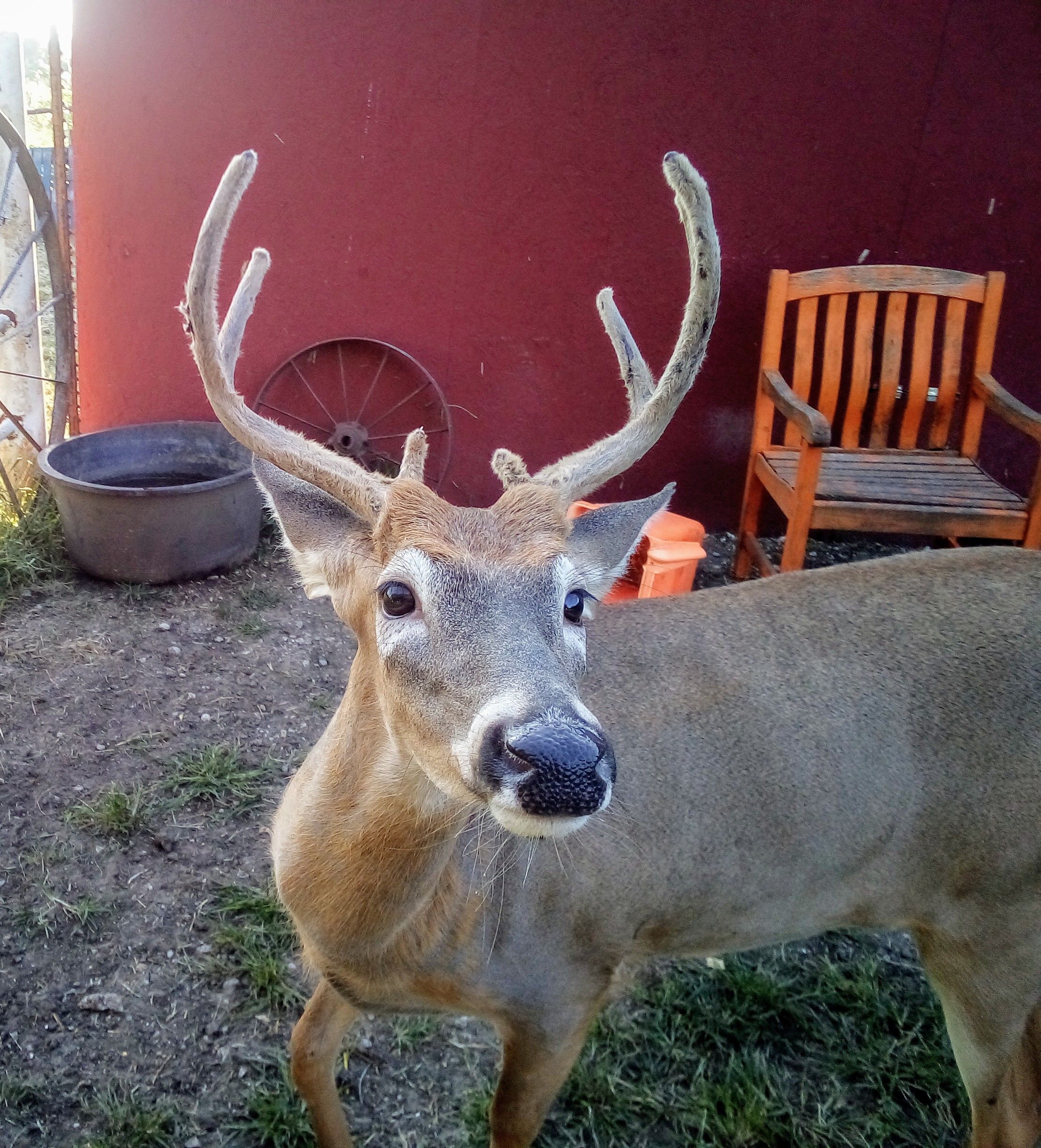 Giddyup Horse & Animal Rescue, Inc.
