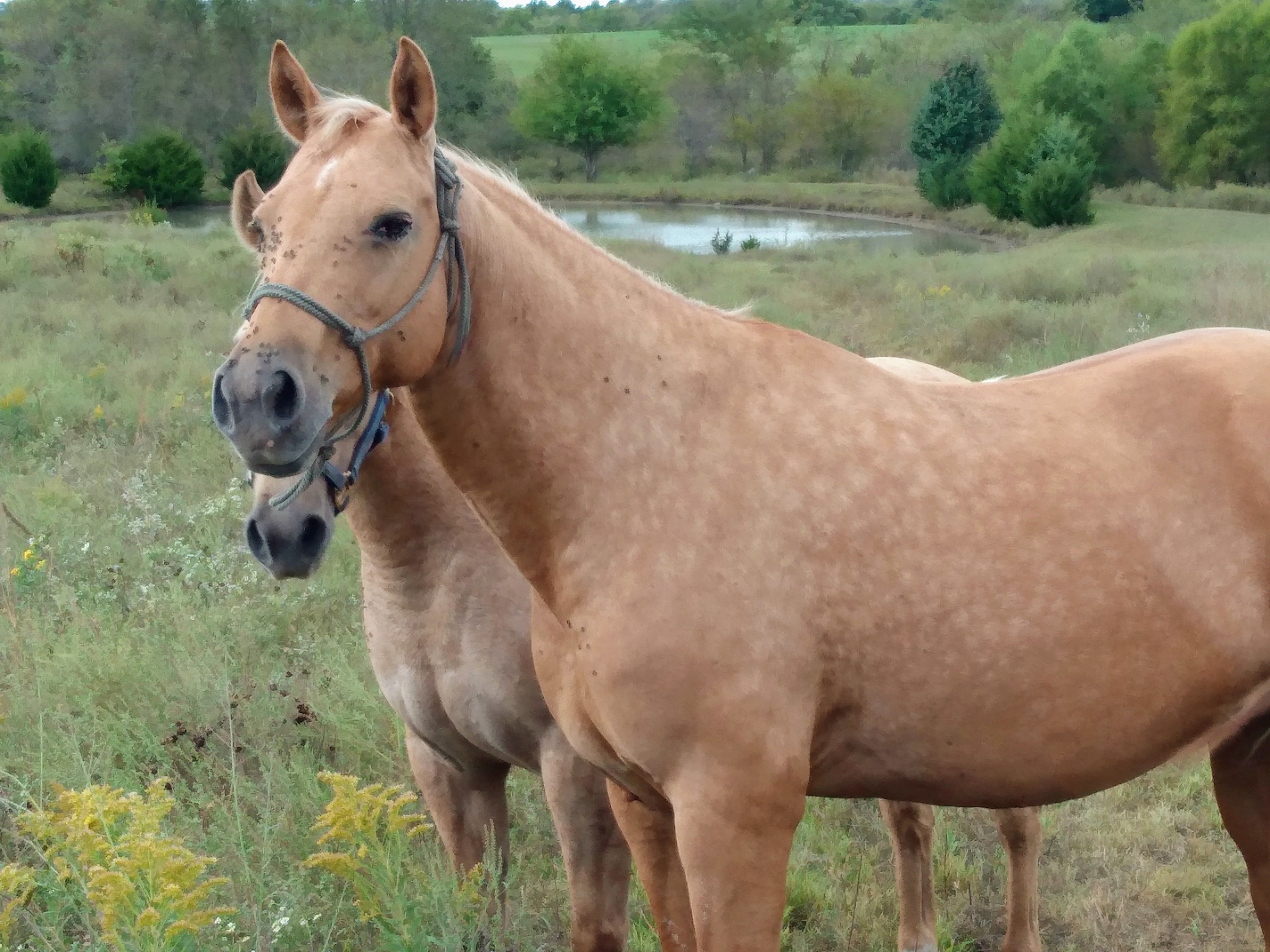 Giddyup Horse & Animal Rescue, Inc.