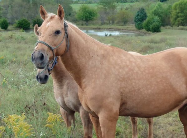 Giddyup Horse & Animal Rescue, Inc.