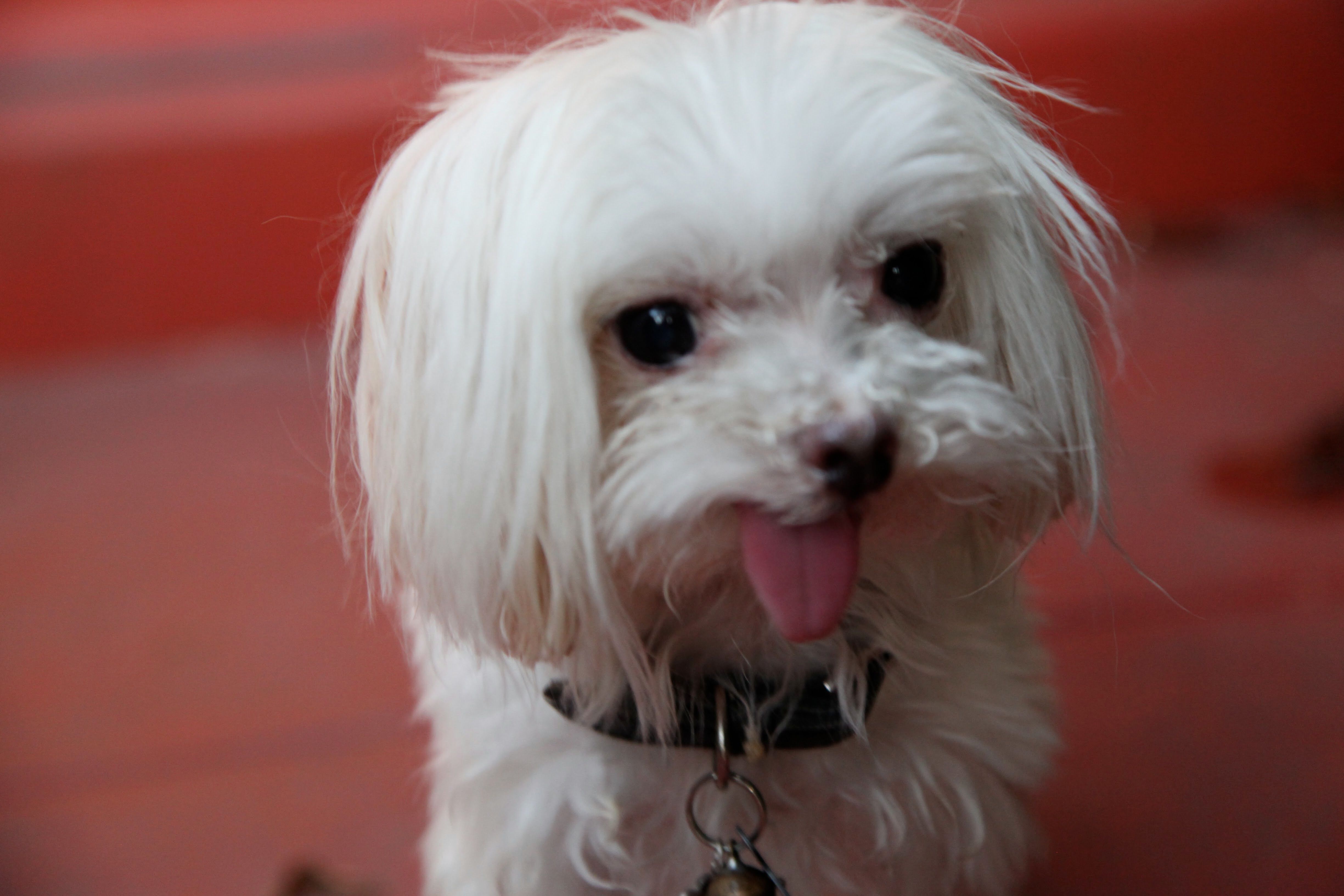 Beople's Buddies Animal Rescue