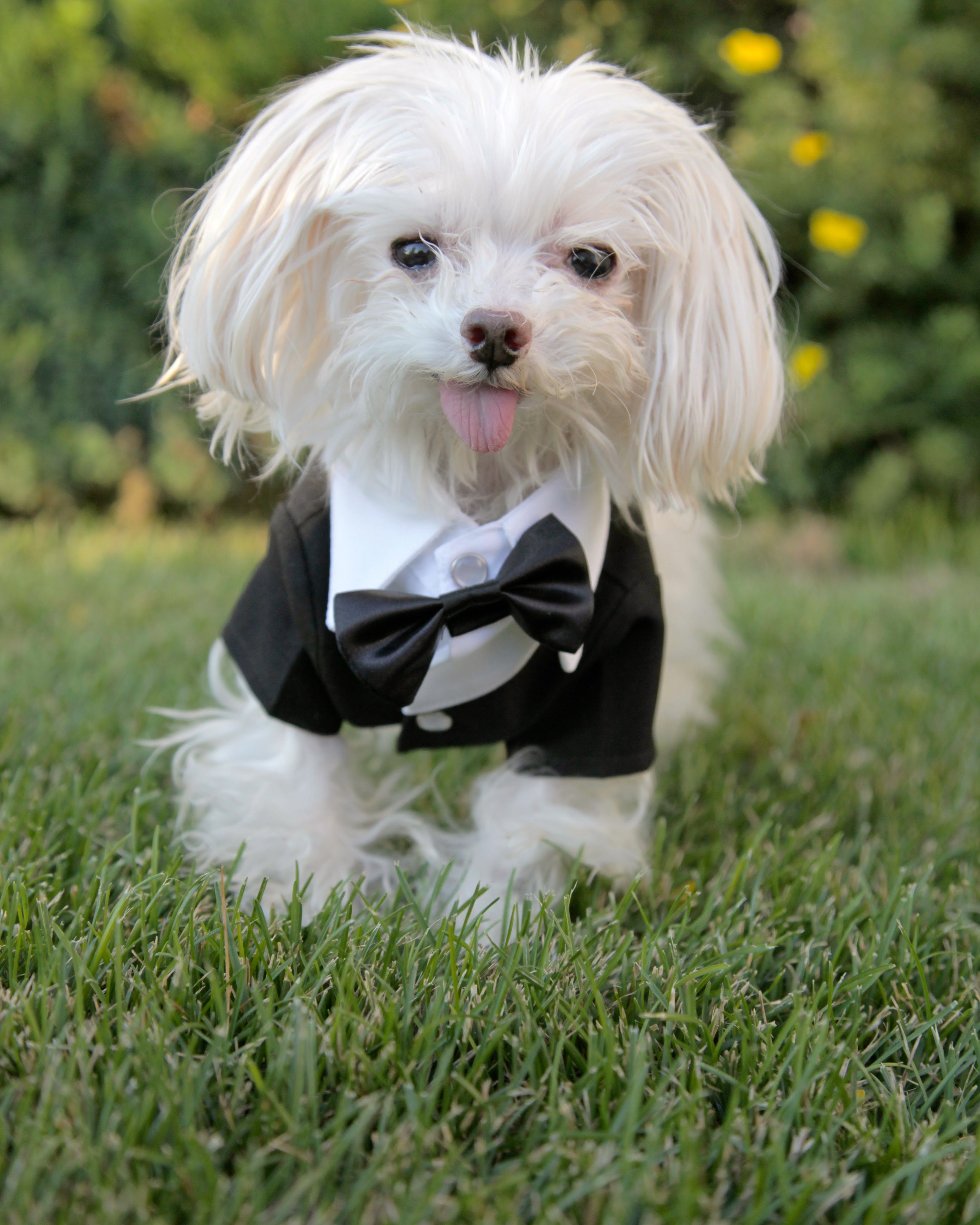 Beople's Buddies Animal Rescue