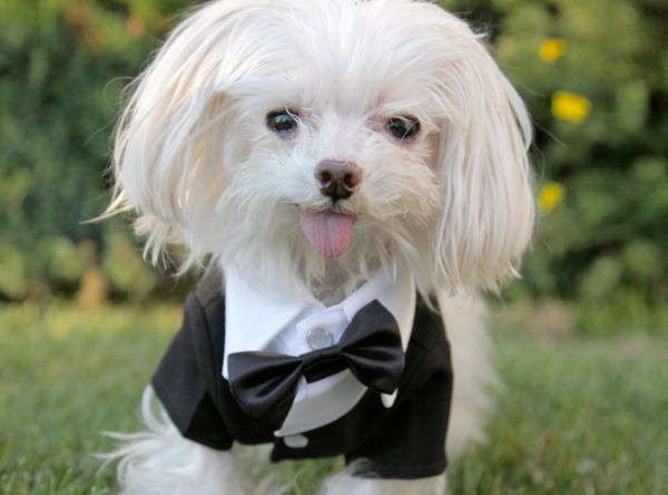 Beople's Buddies Animal Rescue